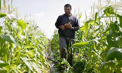 Farmer Abid Razzaq Ouda in his field in Beit Lahiya, Gaza
